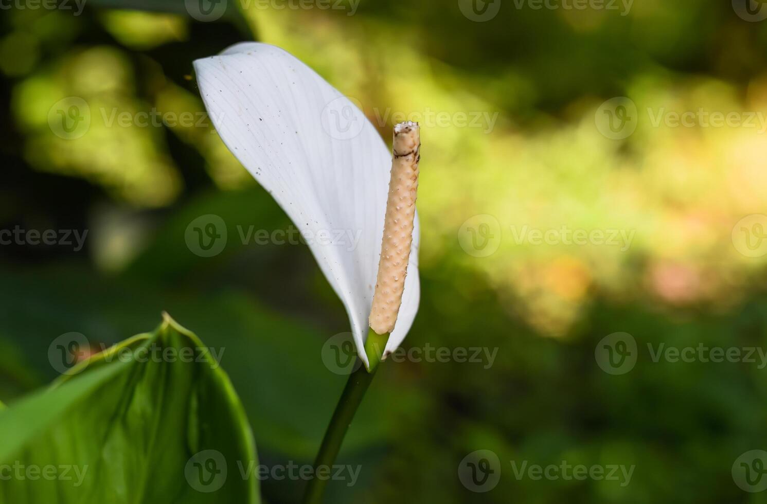 Spathiphyllum cochlearispathum or the peace lily growing in Vietnam photo