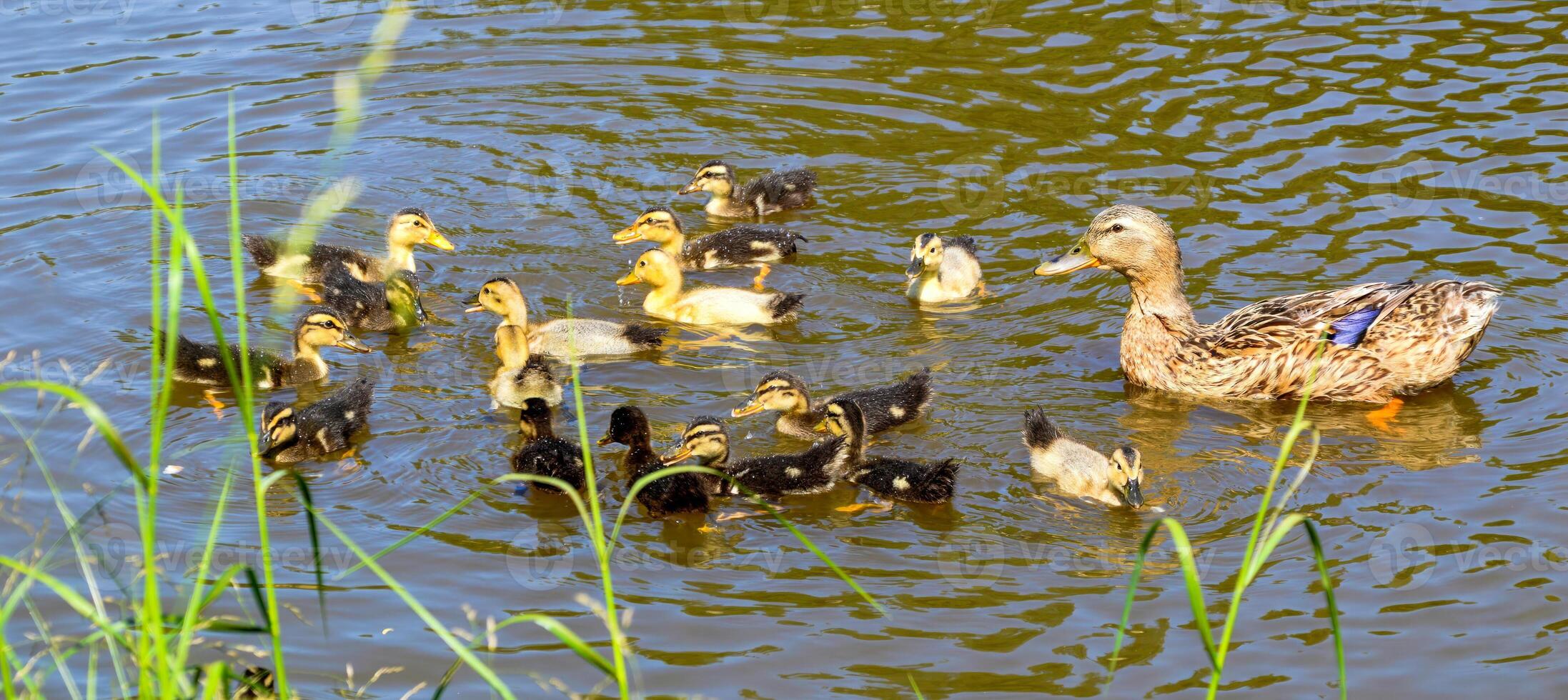 Mallard female anas platyrhynchos duck with little ducklings swimming in pond on a summer day photo