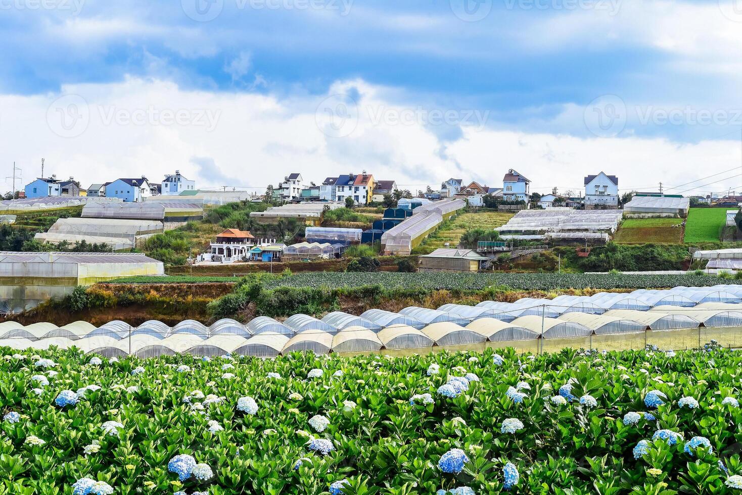 Hydrangea field against the greenhouss and plantations in the city of Da Lat in Vietnam photo