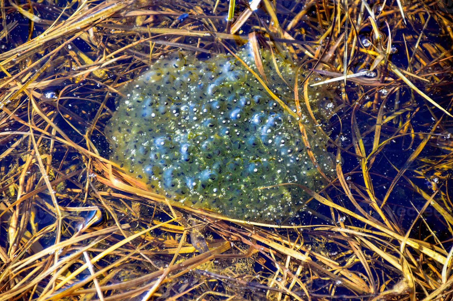 Frog caviar underwater in a swamp. spring time photo