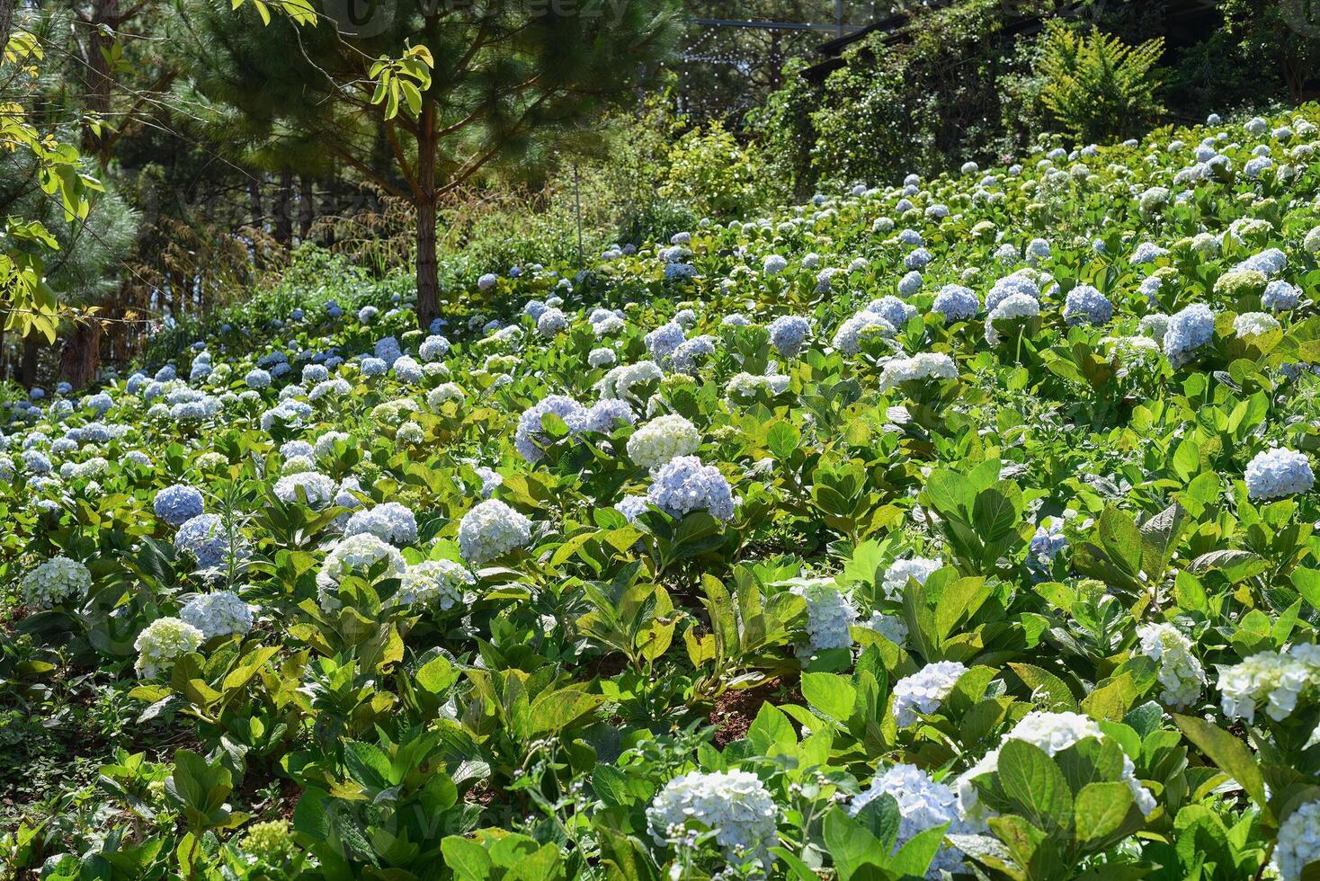 Hydrangea field against greenhouse and plantations in city of Da Lat in Vietnam photo