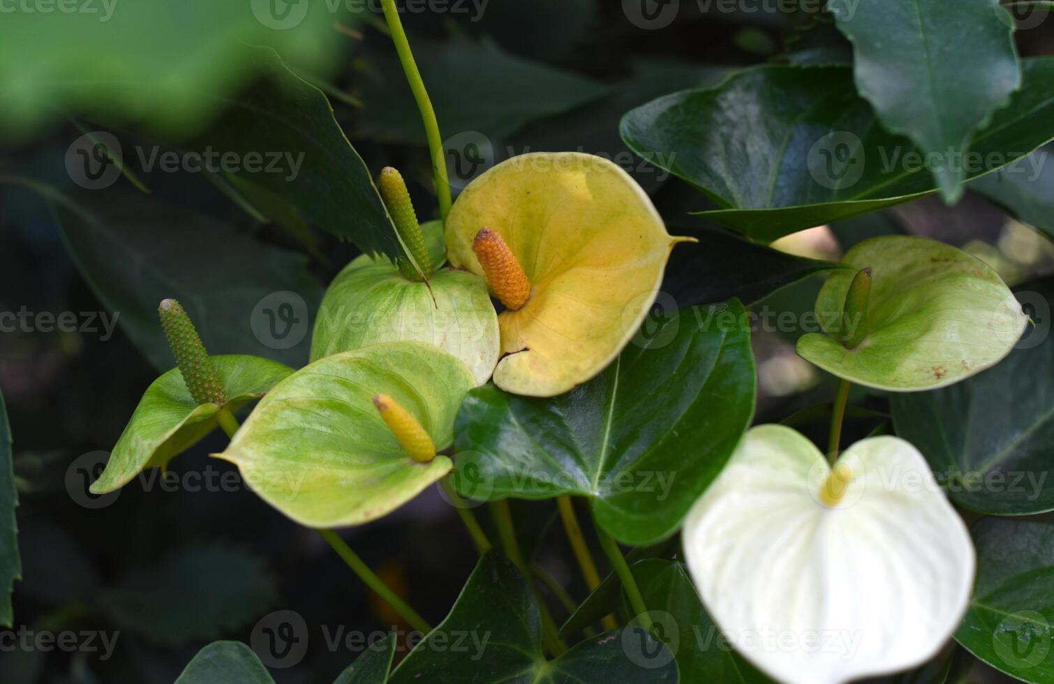 Green yellow color of Anthurium Andreanum Vanilla flower blooming in botanic garden photo