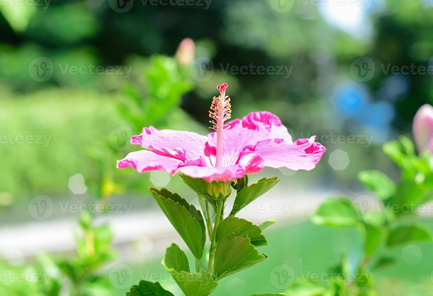 Hibiscus rosa-sinensis known as Chinese hibiscus, China rose photo