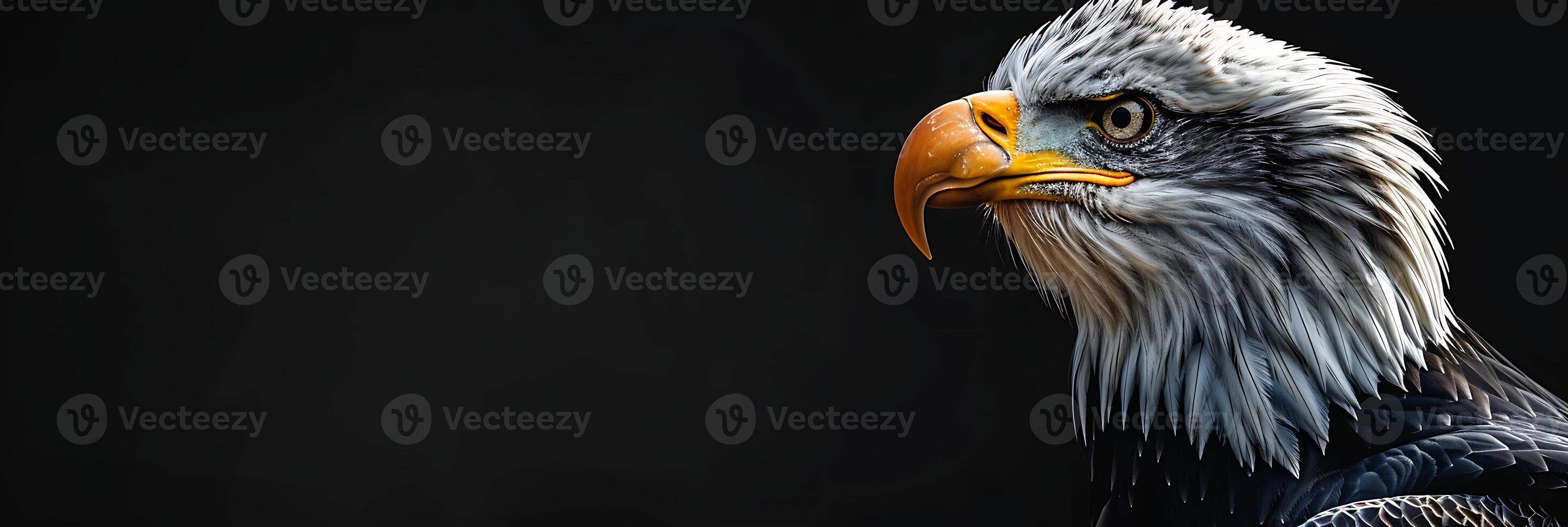 An eagle with a black background photo