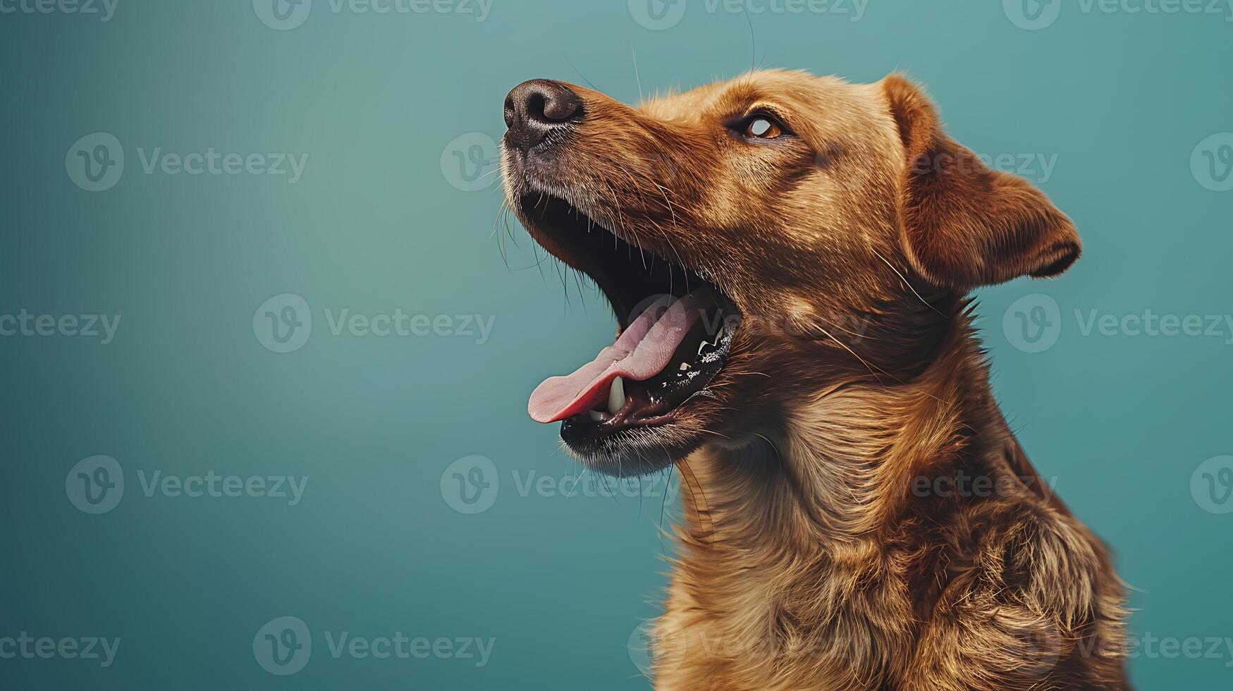 A dog is barking and looking up at the camera photo