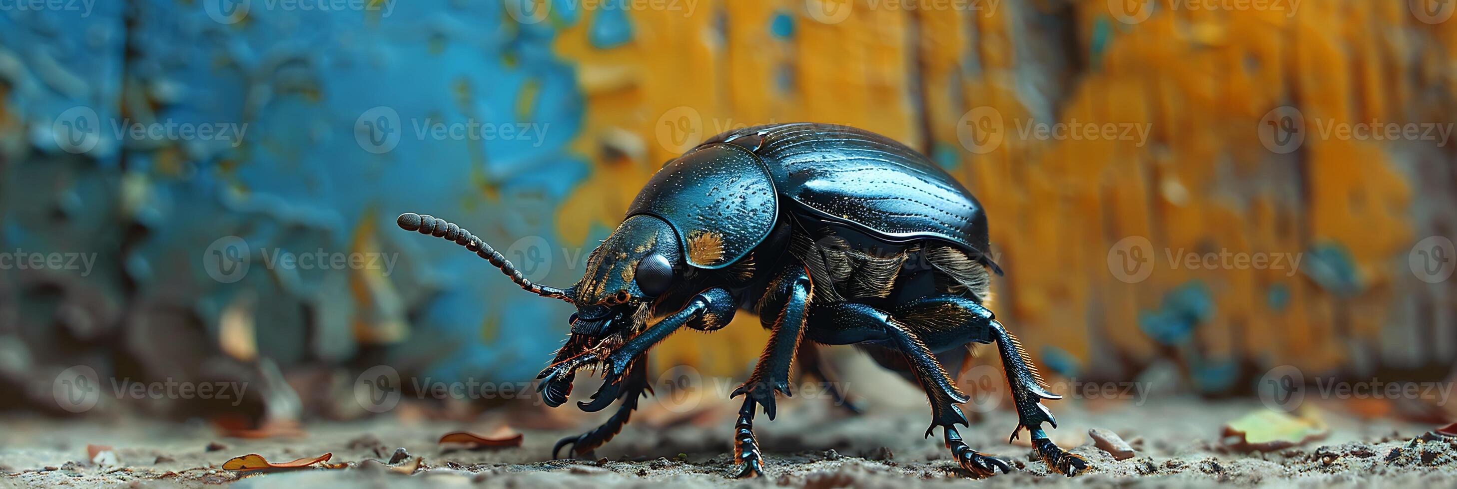 A beetle on the ground with a blue background photo
