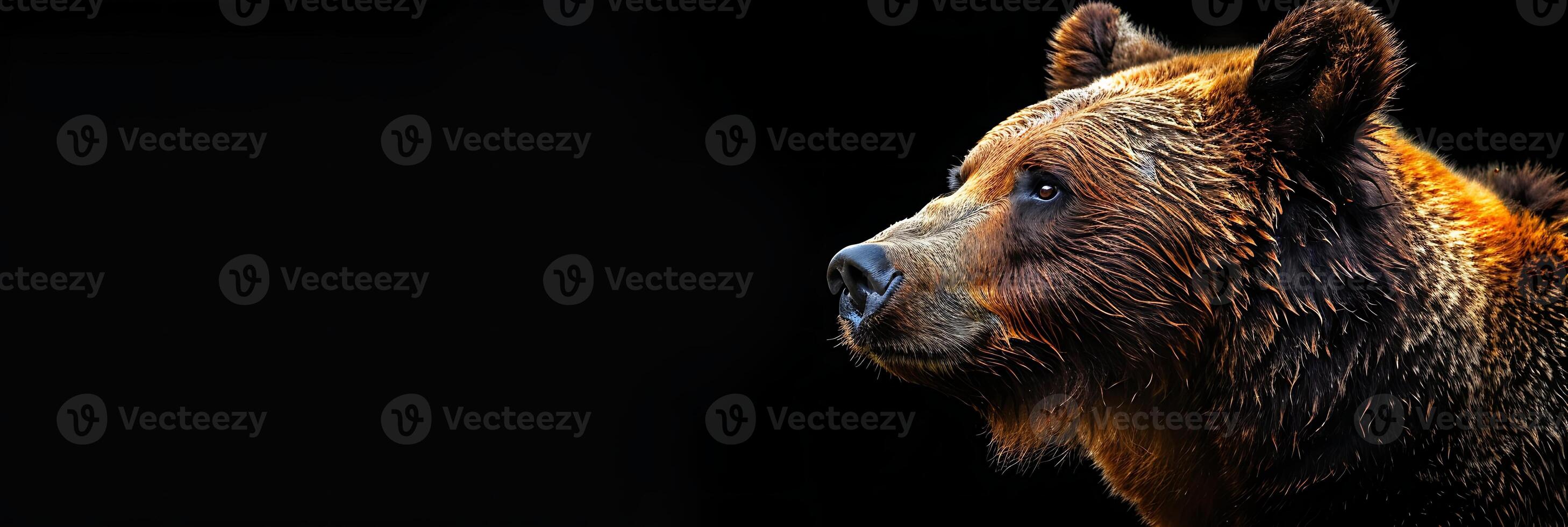 A brown bear is looking off to the side photo