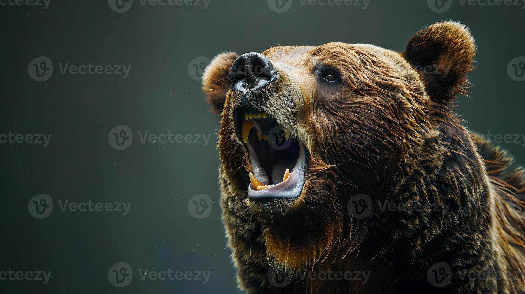 A close up of a bear with its mouth open photo