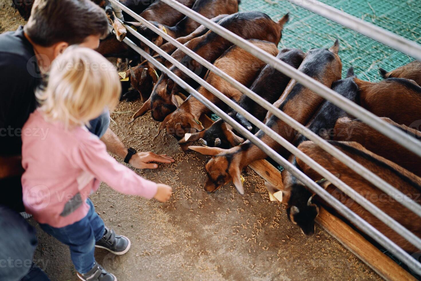 Dad with a little girl feeding grain to a herd of goats in a paddock at a farm photo