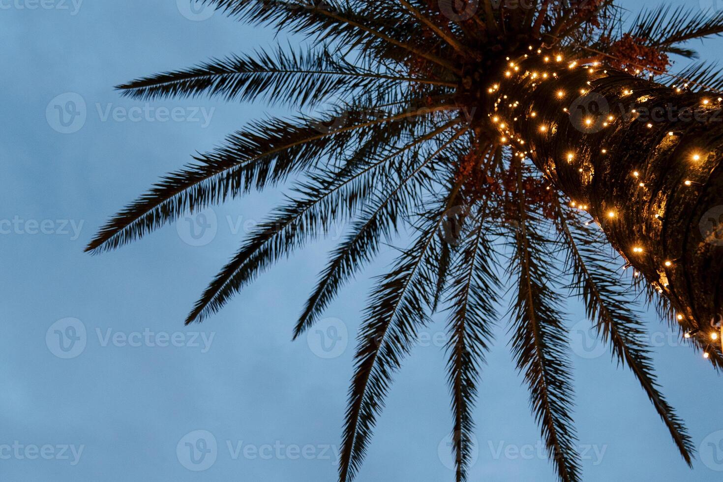 Luminous garlands on the trunk of a palm tree against the background of the crown. Bottom view photo