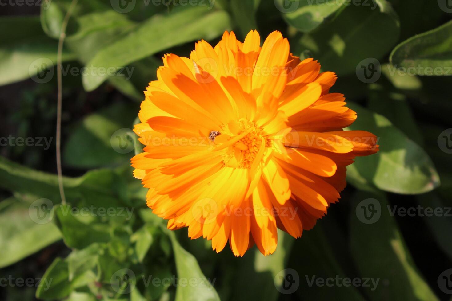 Spectacular Ruddles Calendula Mary gold blooms flourishing in a lush natural habitat. photo