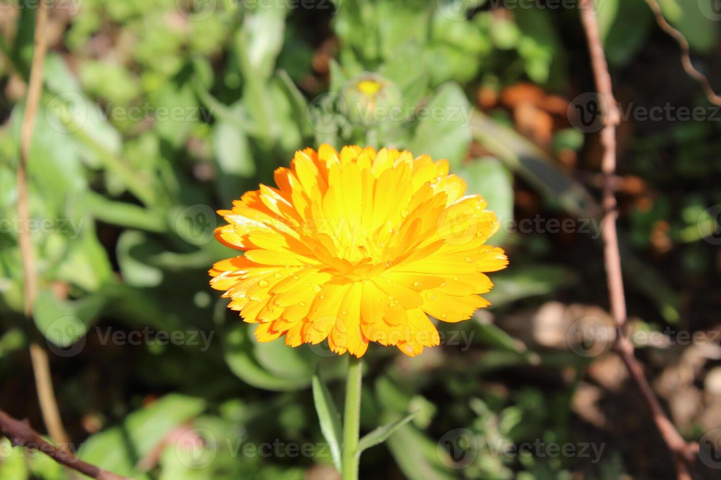 Beautiful Ruddles Calendula Mary gold petals spreading charm in a lush garden view. photo