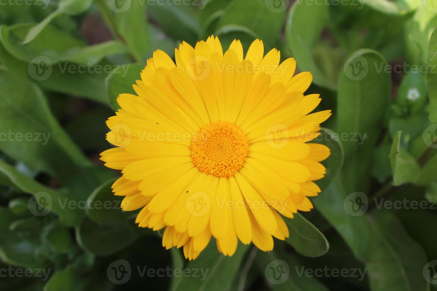 Artistic view of Ruddles Calendula Mary gold flowers illuminated by soft afternoon sunlight. photo