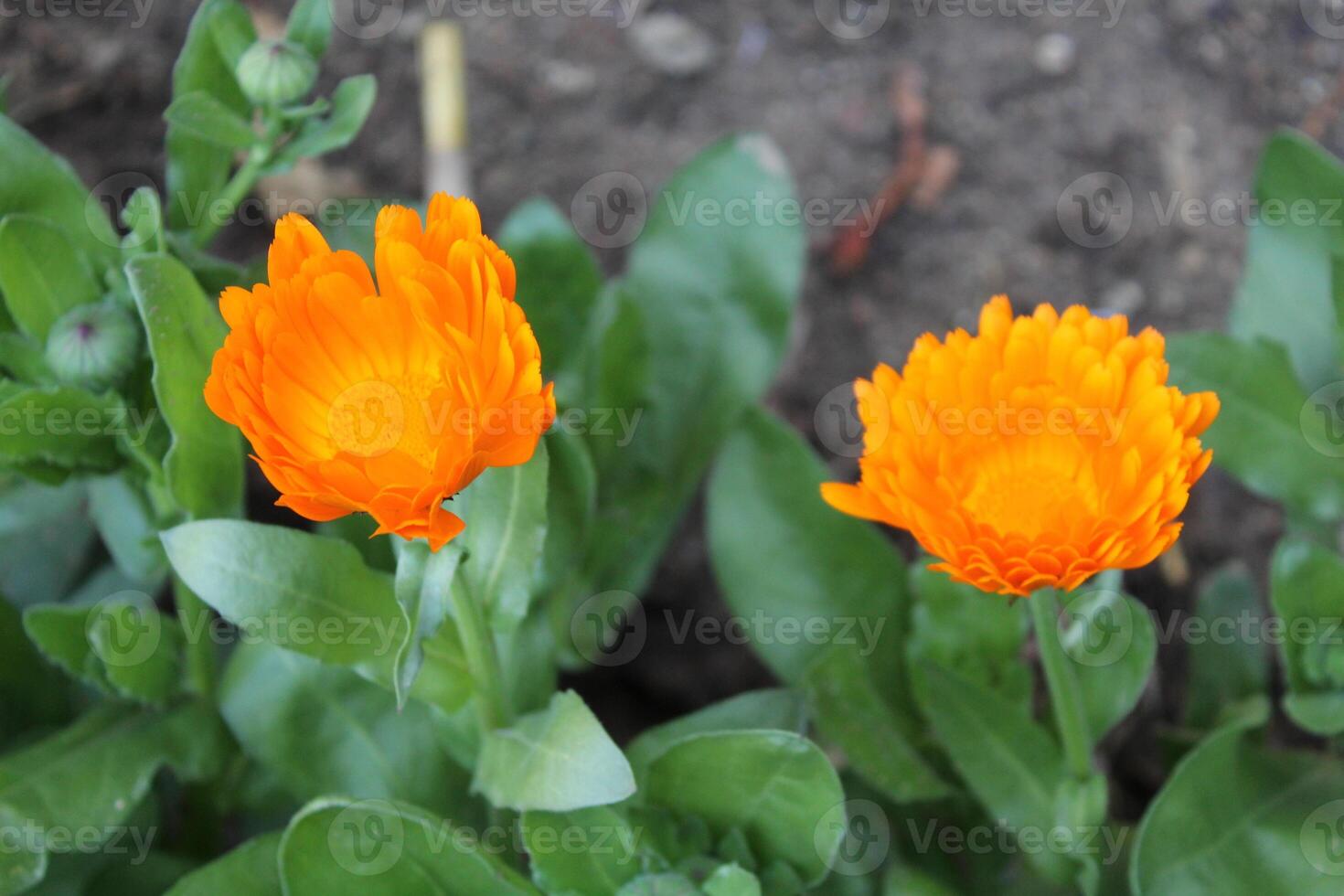 Breathtaking Ruddles Calendula Mary gold blooms flourishing in their natural habitat. photo