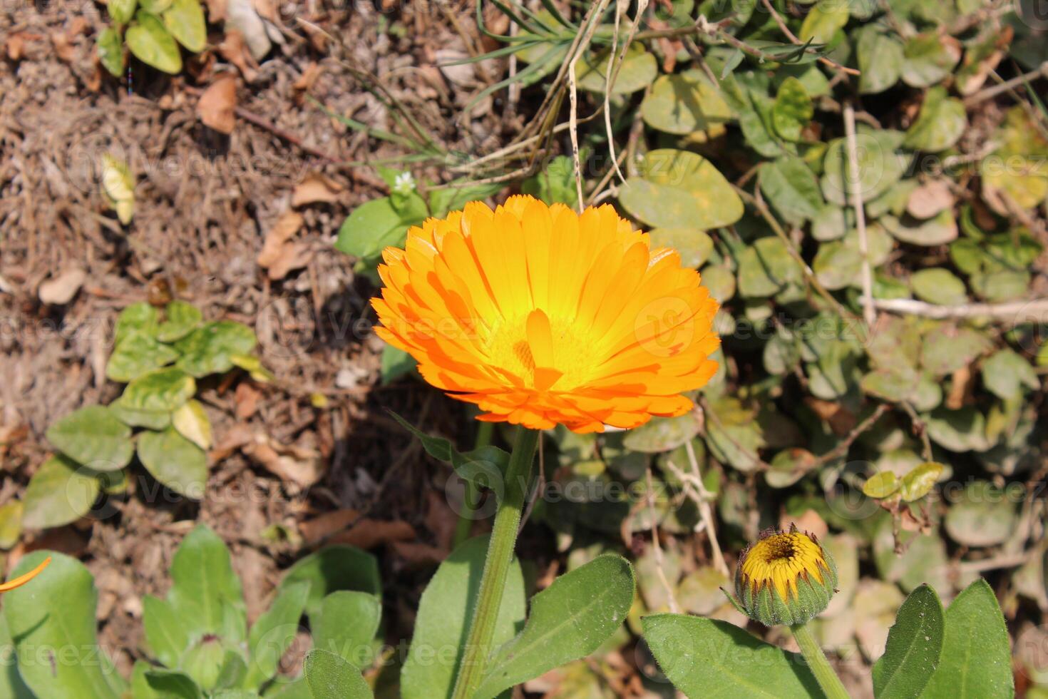 Enchanting Ruddles Calendula Mary gold flowers creating a dreamy, colorful landscape scene. photo