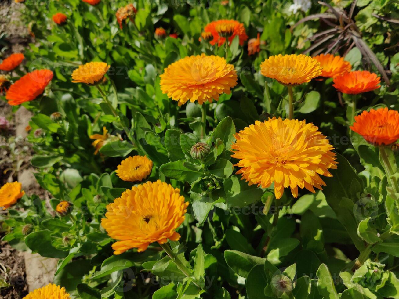 Inspiring image of Ruddles Calendula Mary gold flowers adding vibrancy to a botanical view. photo