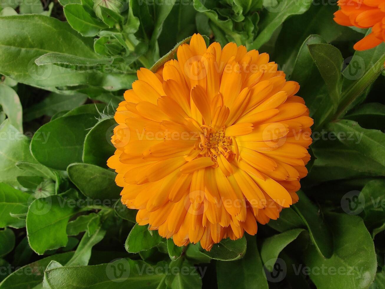 Spectacular Ruddles Calendula Mary gold flowers thriving in nature's perfect balance. photo