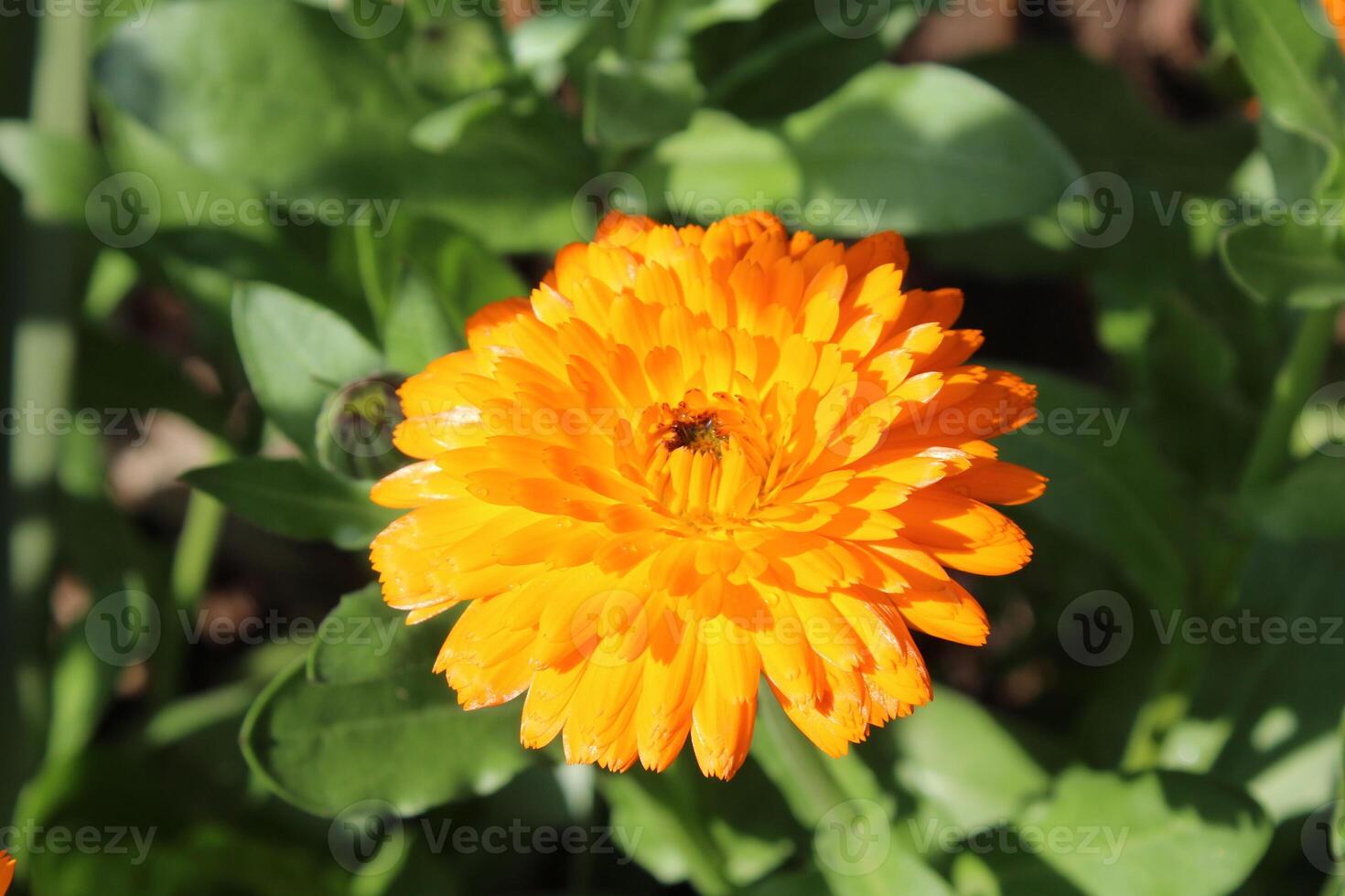 Elegant Ruddles Calendula Mary gold flowers adding a splash of color to the landscape. photo