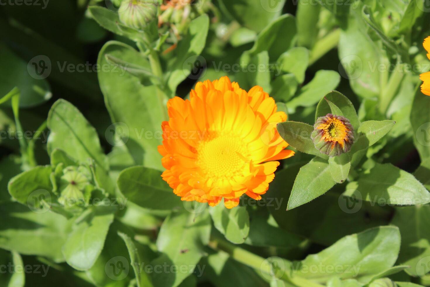 Radiant blooms of Ruddles Calendula Mary gold thriving in nature's serene environment. photo