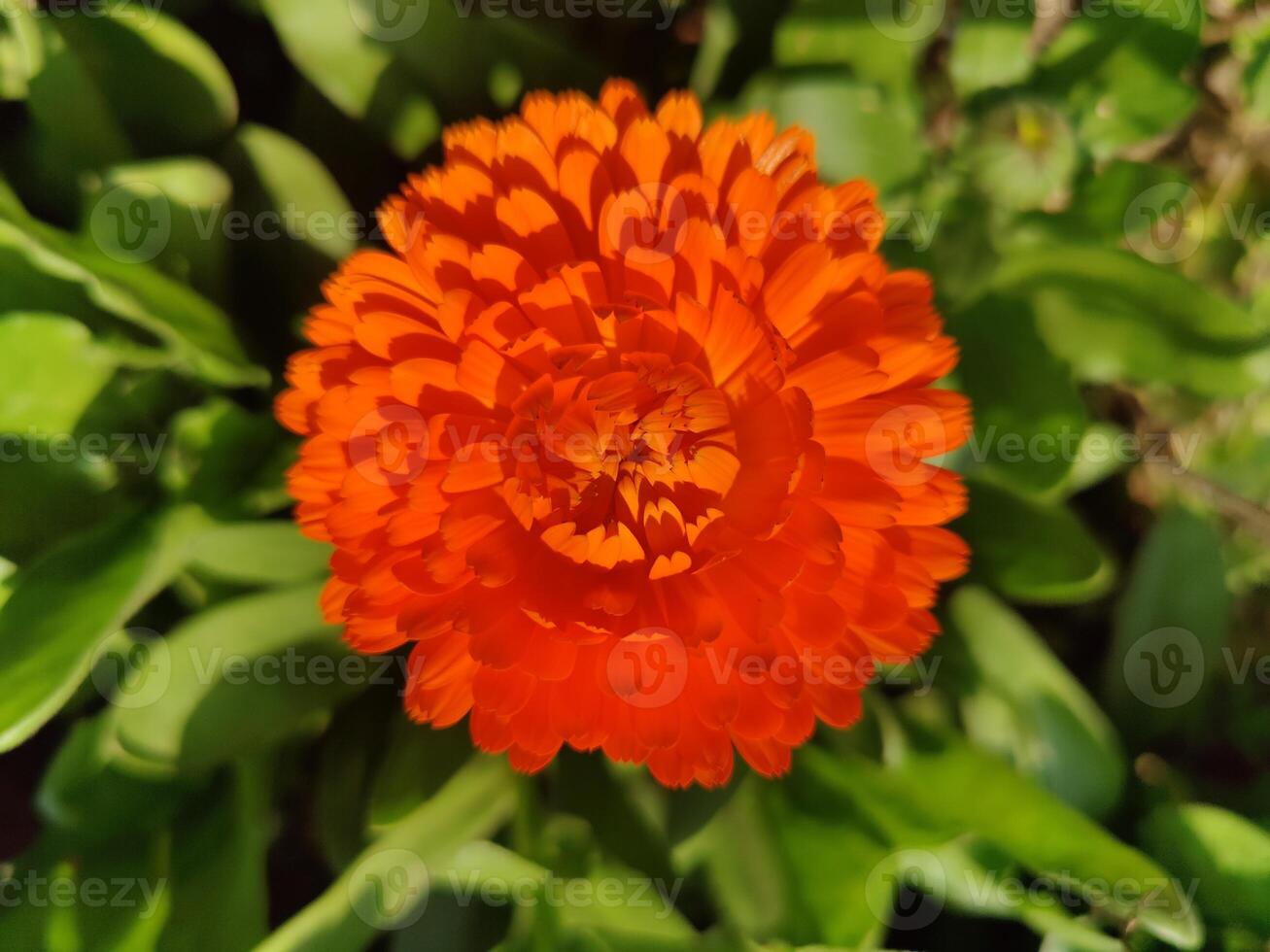 Enchanting Ruddles Calendula Mary gold plants thriving under perfect weather conditions. photo