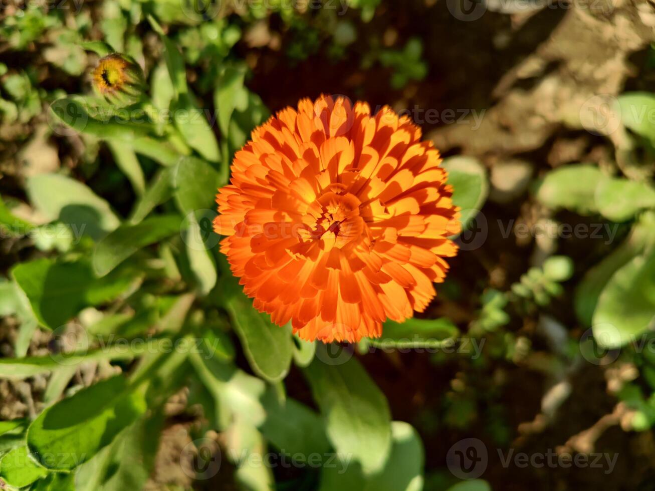 Amazing macro shot of Ruddles Calendula Mary gold petals with intricate floral patterns. photo