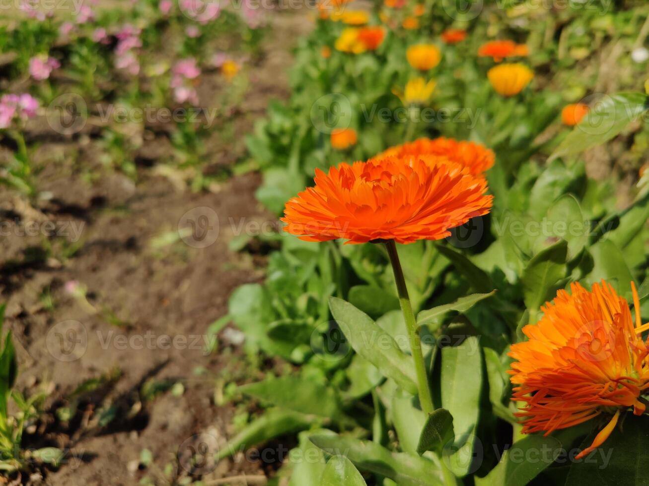 Calendula or Mary Gold yellow flower photo