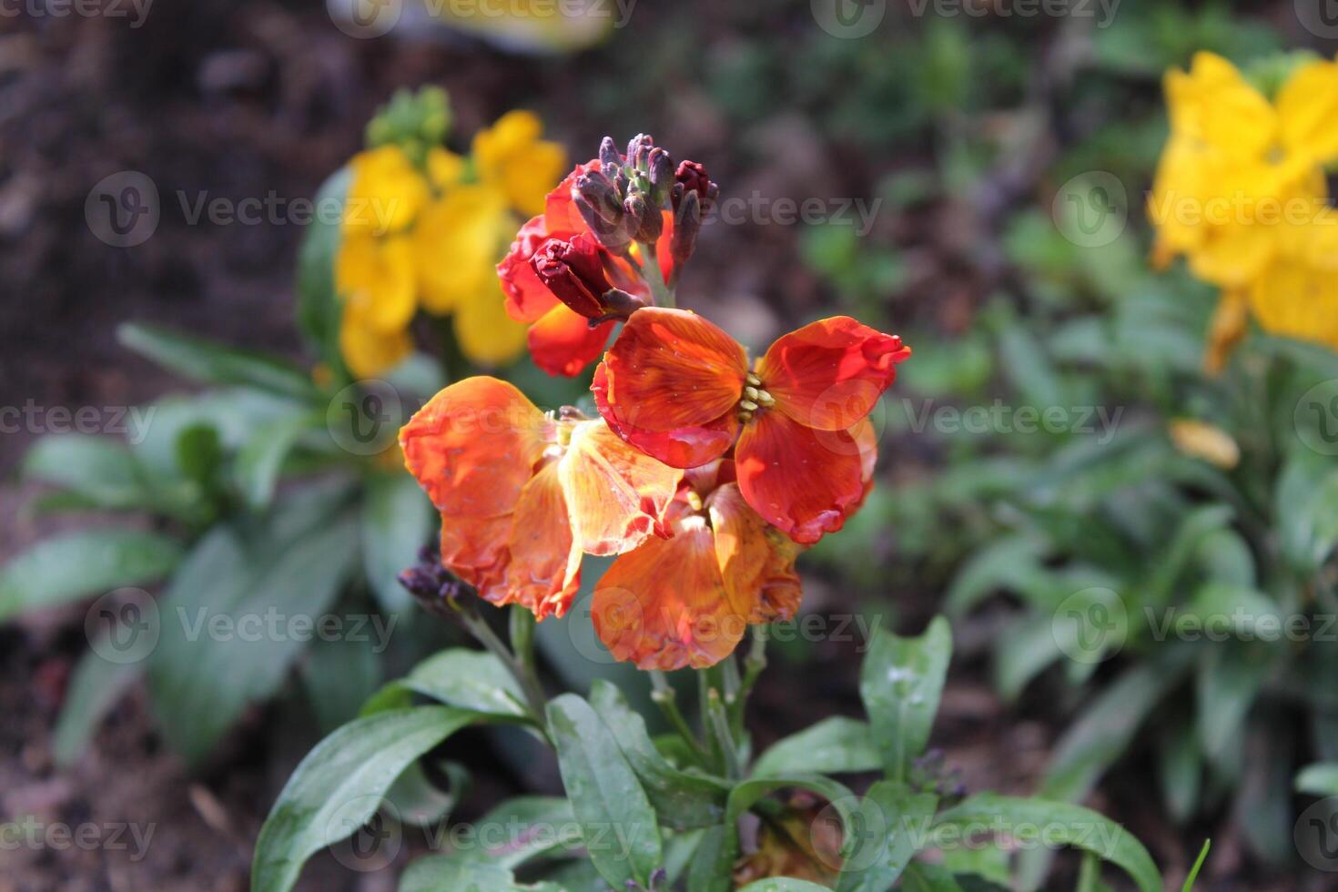 Captivating Erysimum cheiri, Cheiranthus cheiri or the wallflower against a natural green backdrop. photo