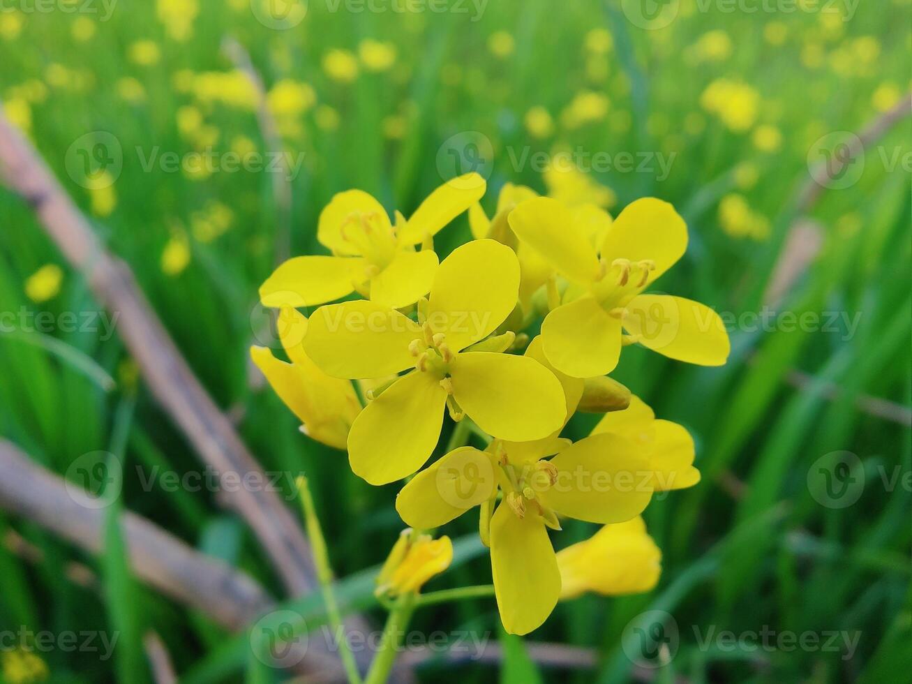 A yellow flower blooming in a field of green grass photo