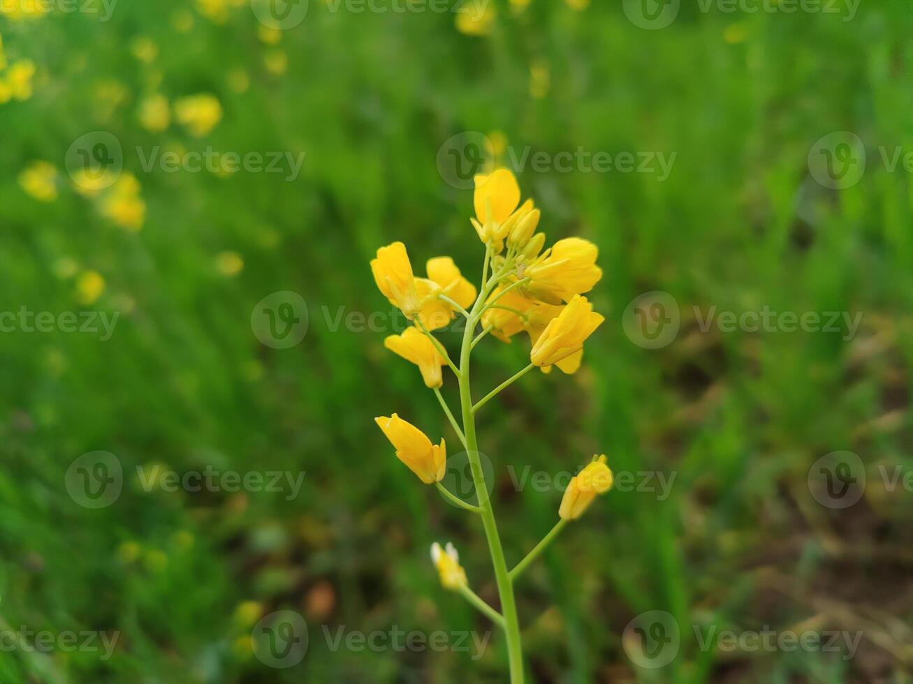A yellow flower is in the middle of a field photo