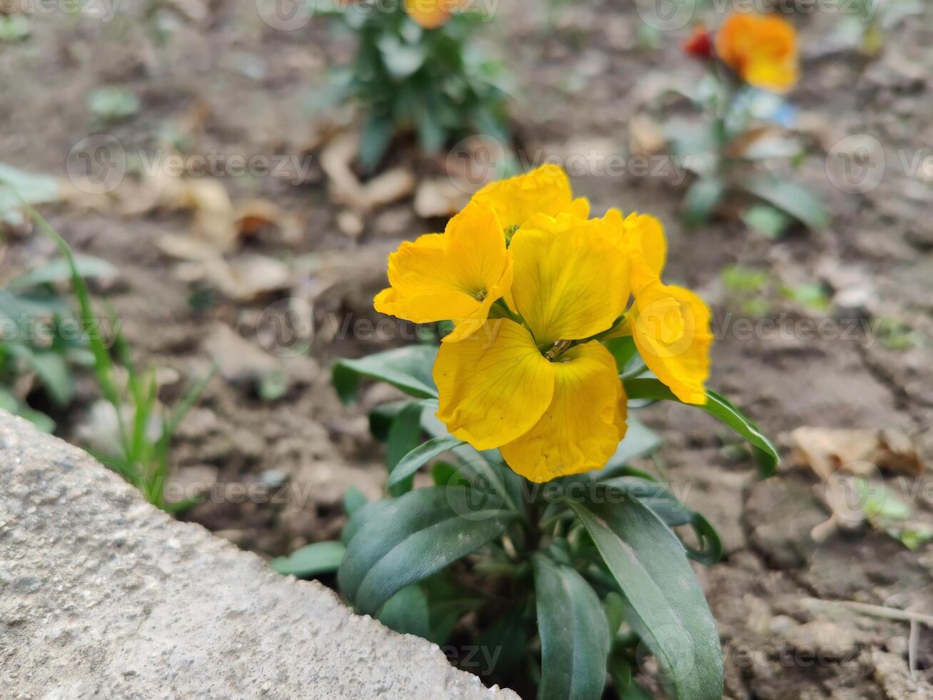 Refreshing image of Erysimum cheiri, Cheiranthus cheiri or the wallflower in natural lighting. photo