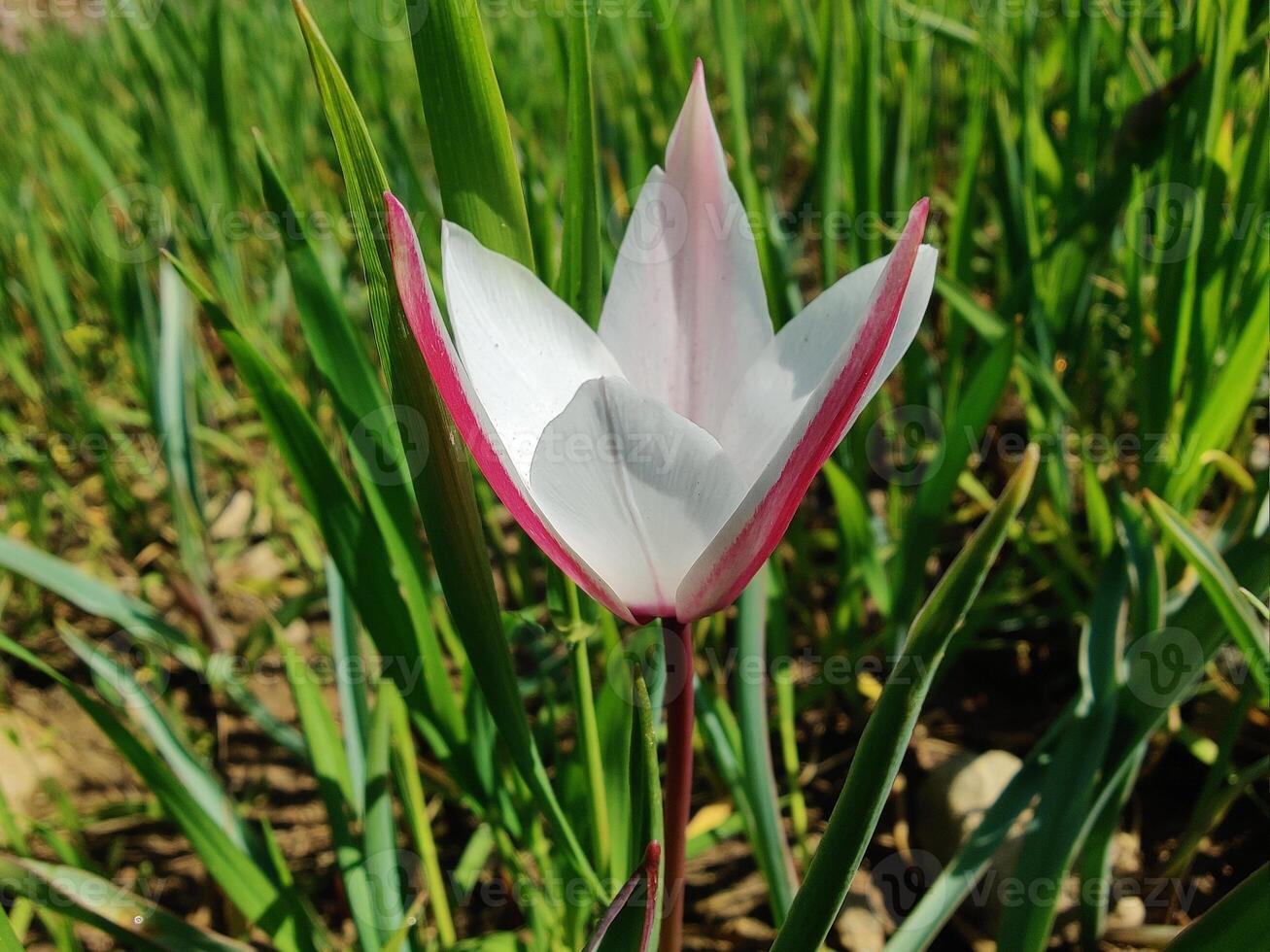 A single white and pink flower in the grass photo