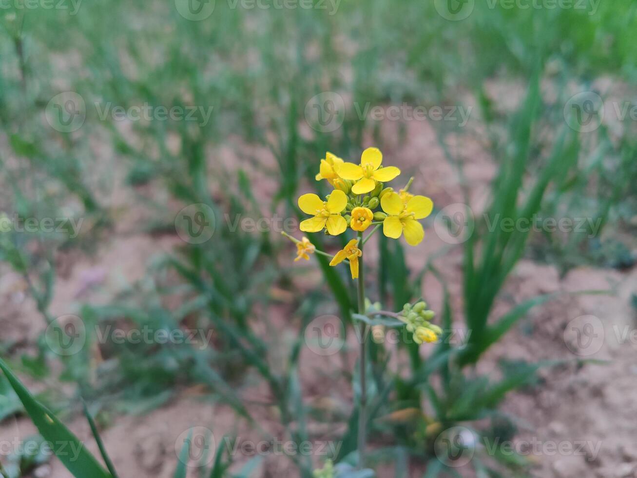 A yellow flower growing in the middle of a field photo