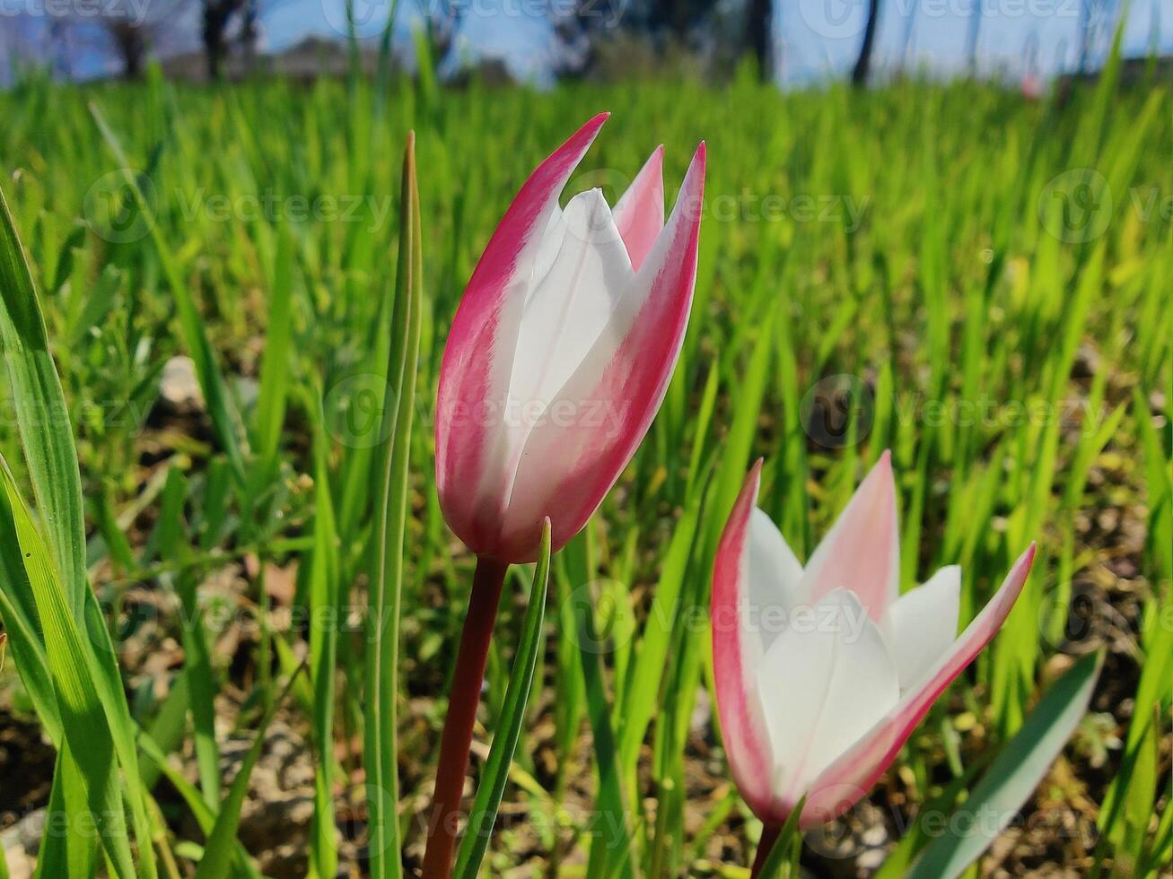 Two pink and white flowers in a field photo