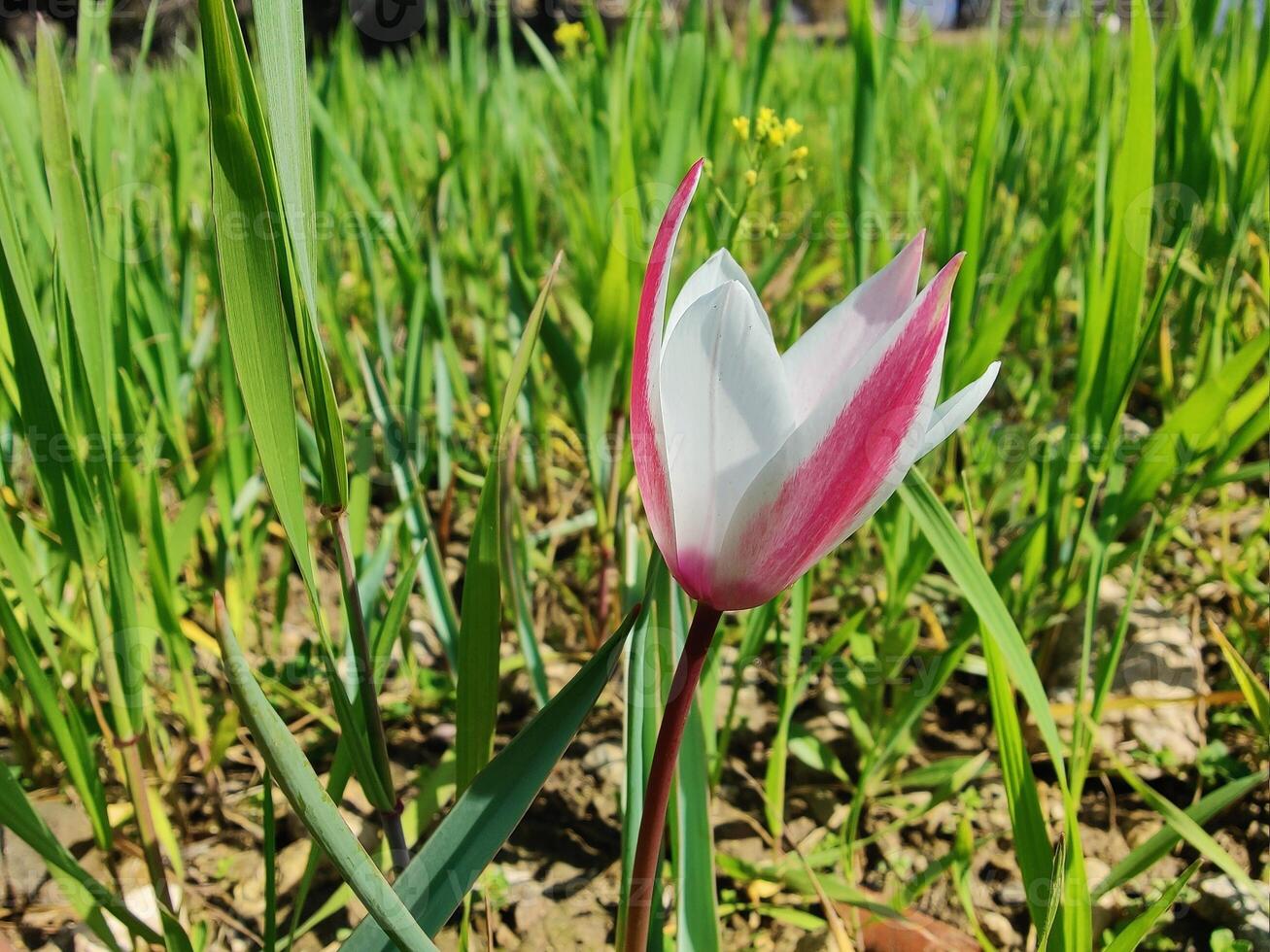 A single flower in a field of green grass photo