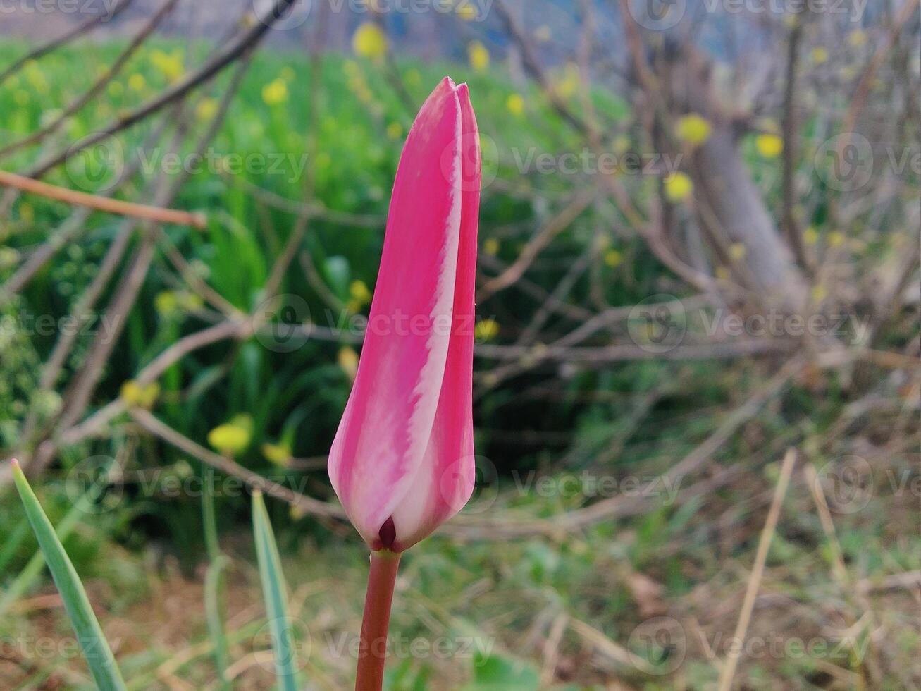 A single pink flower is growing out of the ground photo