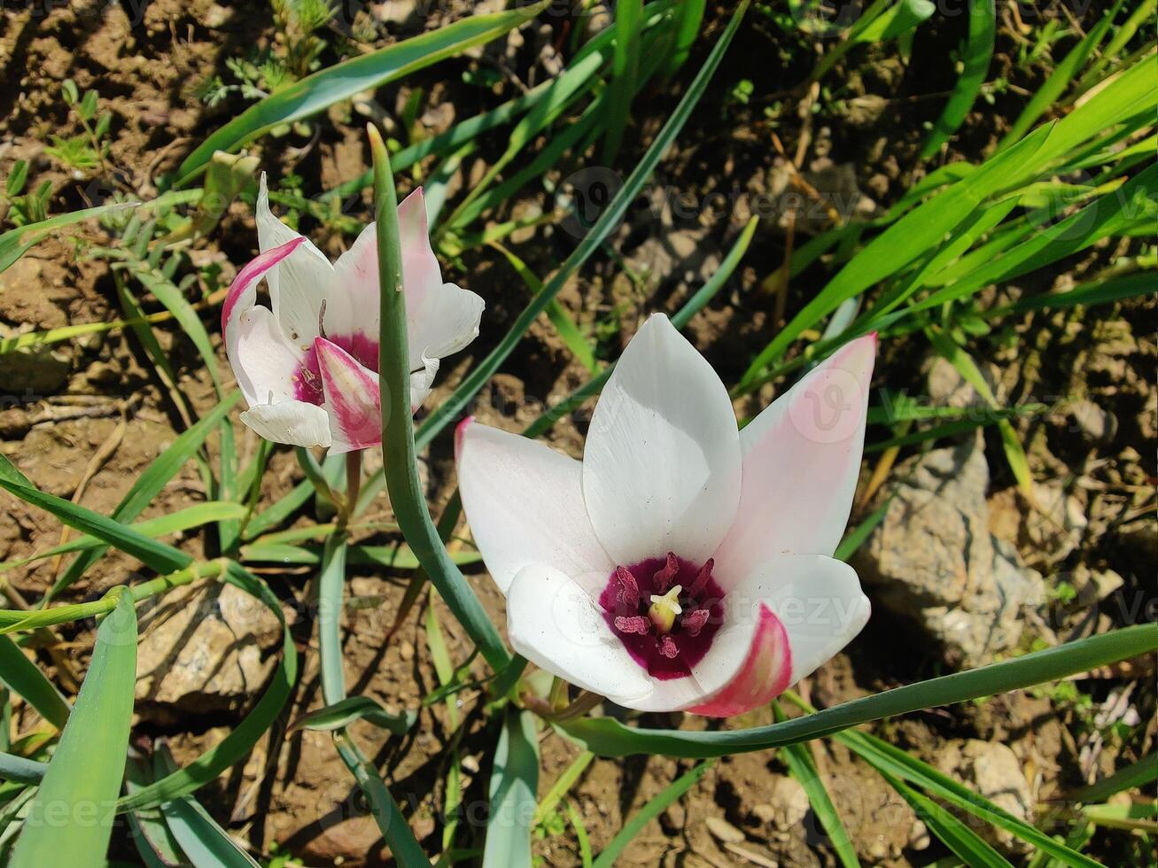 Two white and pink flowers are growing in the grass photo