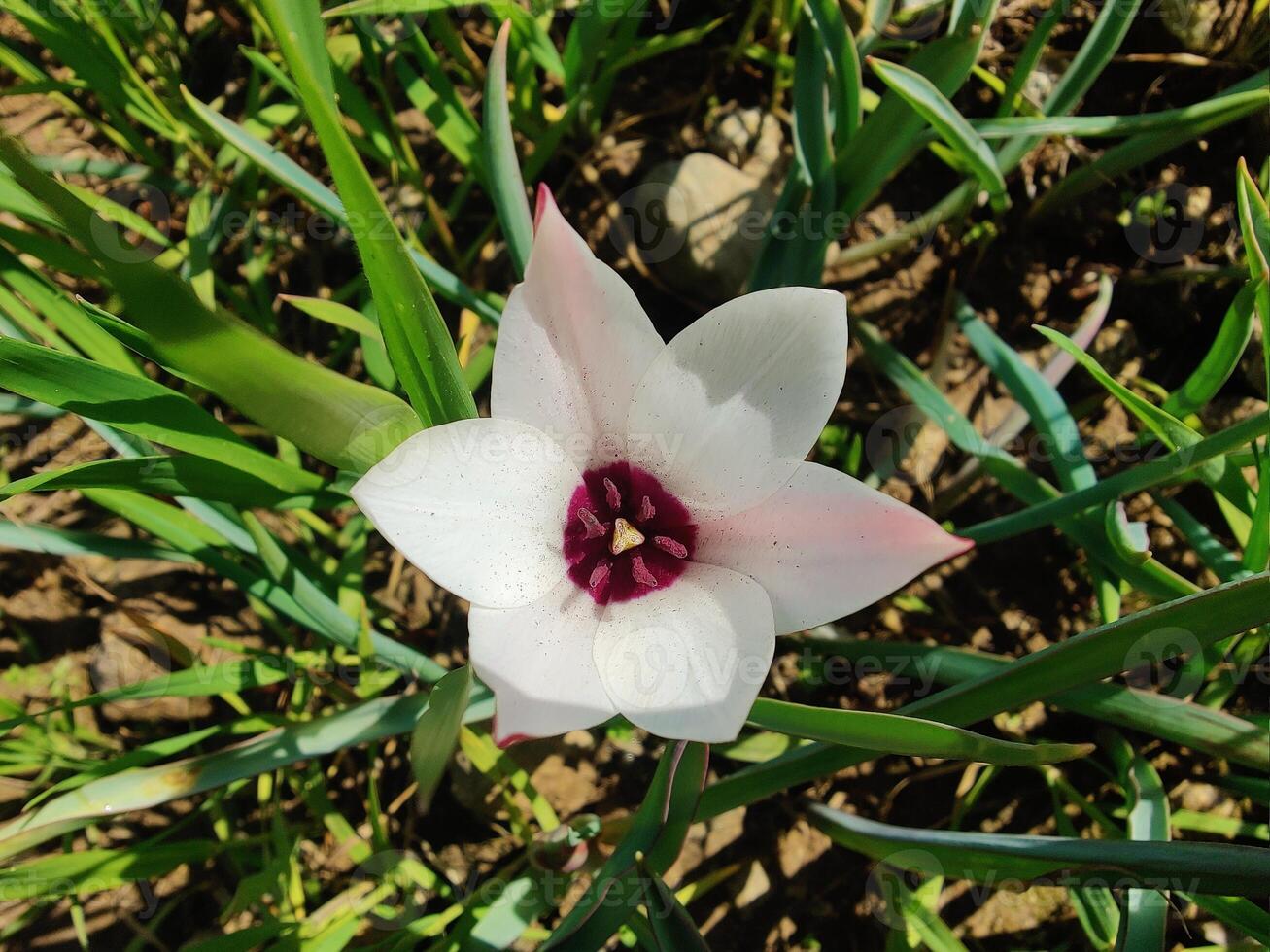 A single white flower with a pink center in the grass photo