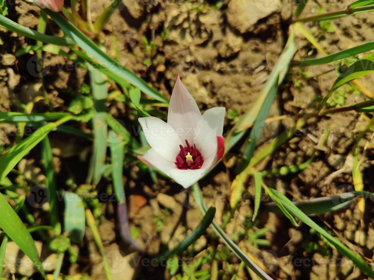 A single white flower is growing in the dirt photo