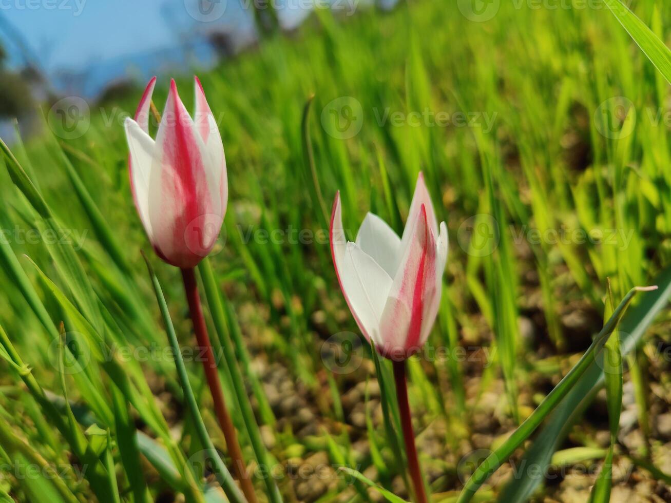 Two white and pink flowers in a field photo