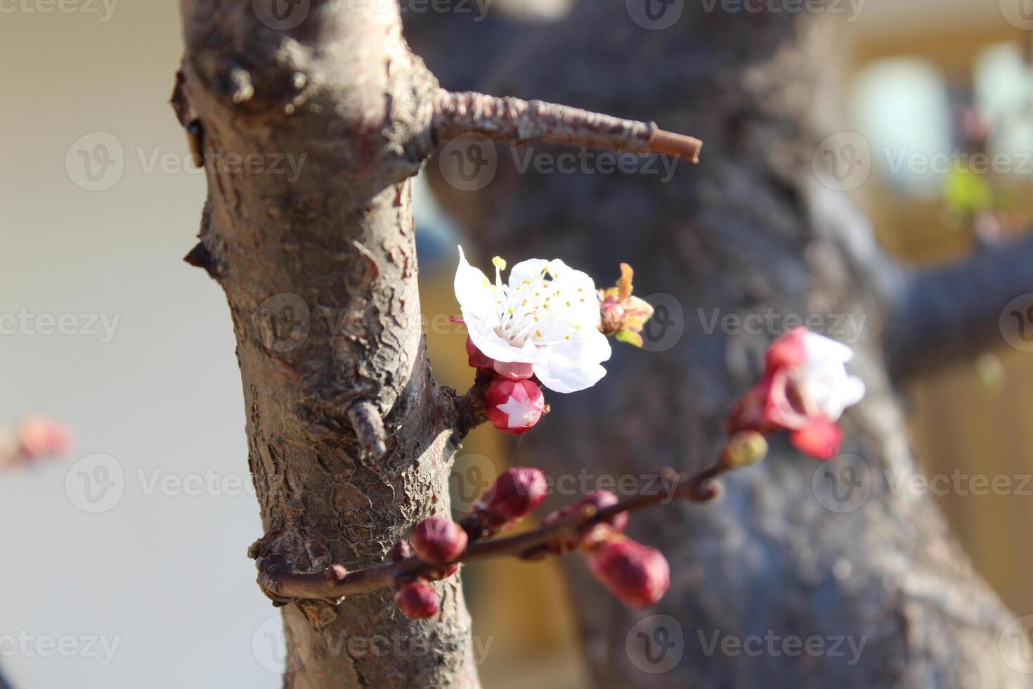 A branch with flowers on it photo