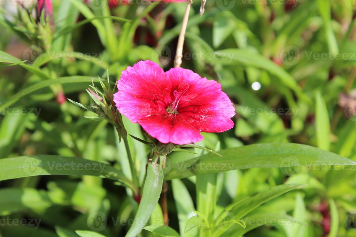 A pink flower is in the middle of some green plants photo