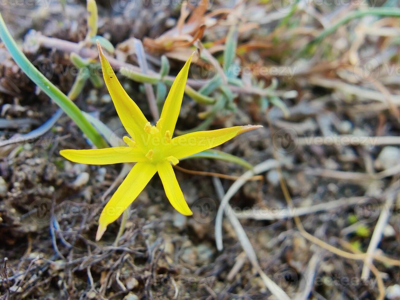 A yellow flower growing in the dirt photo