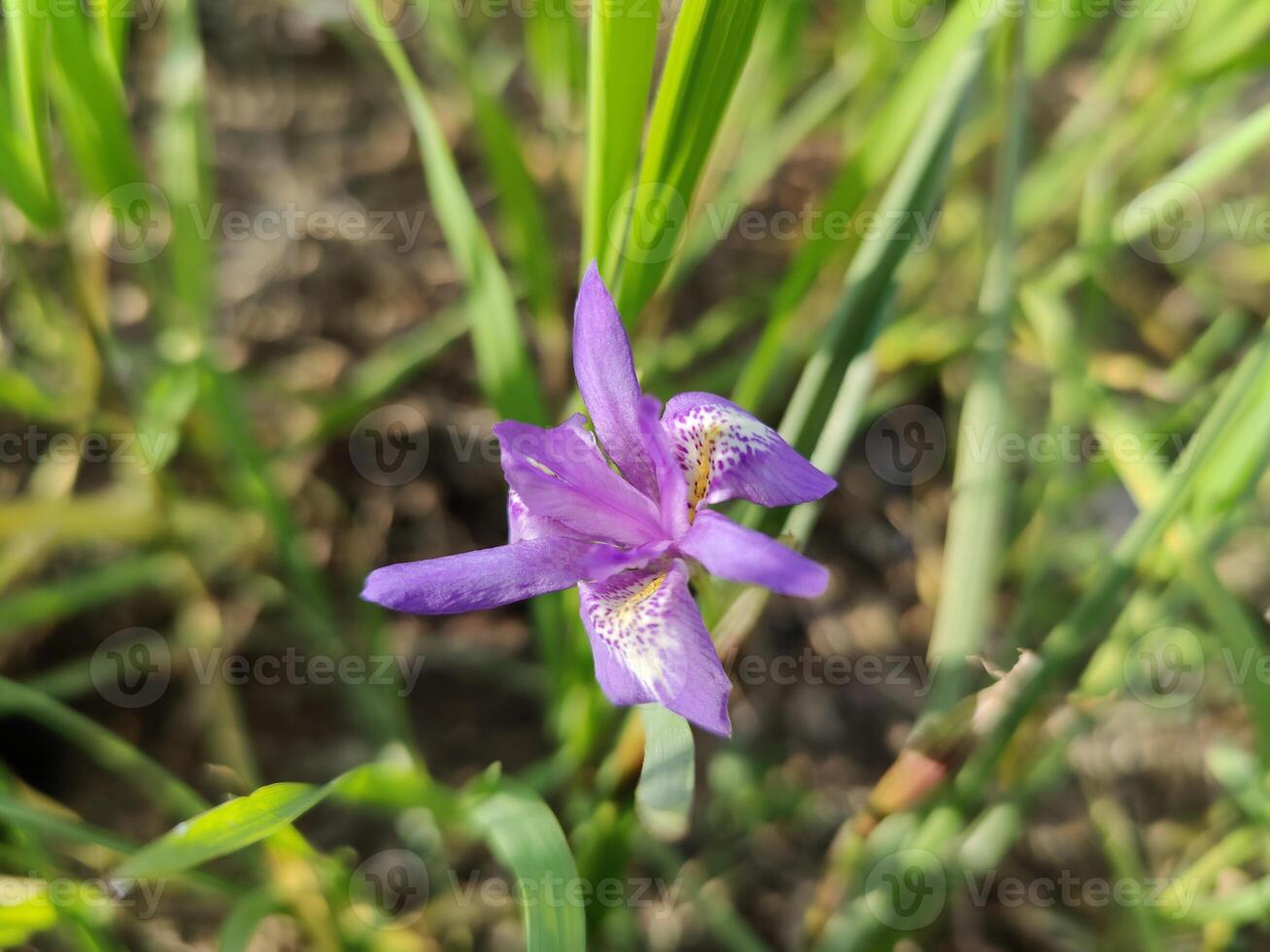 Enchanting arrangement of dwarf iris Barbary nut Moraea sisyrinchium under morning light. photo