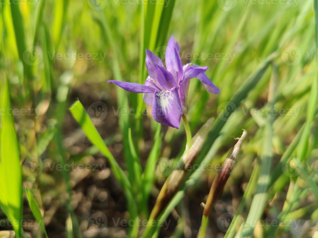 Elegant composition of dwarf iris Barbary nut Moraea sisyrinchium in a floral landscape. photo