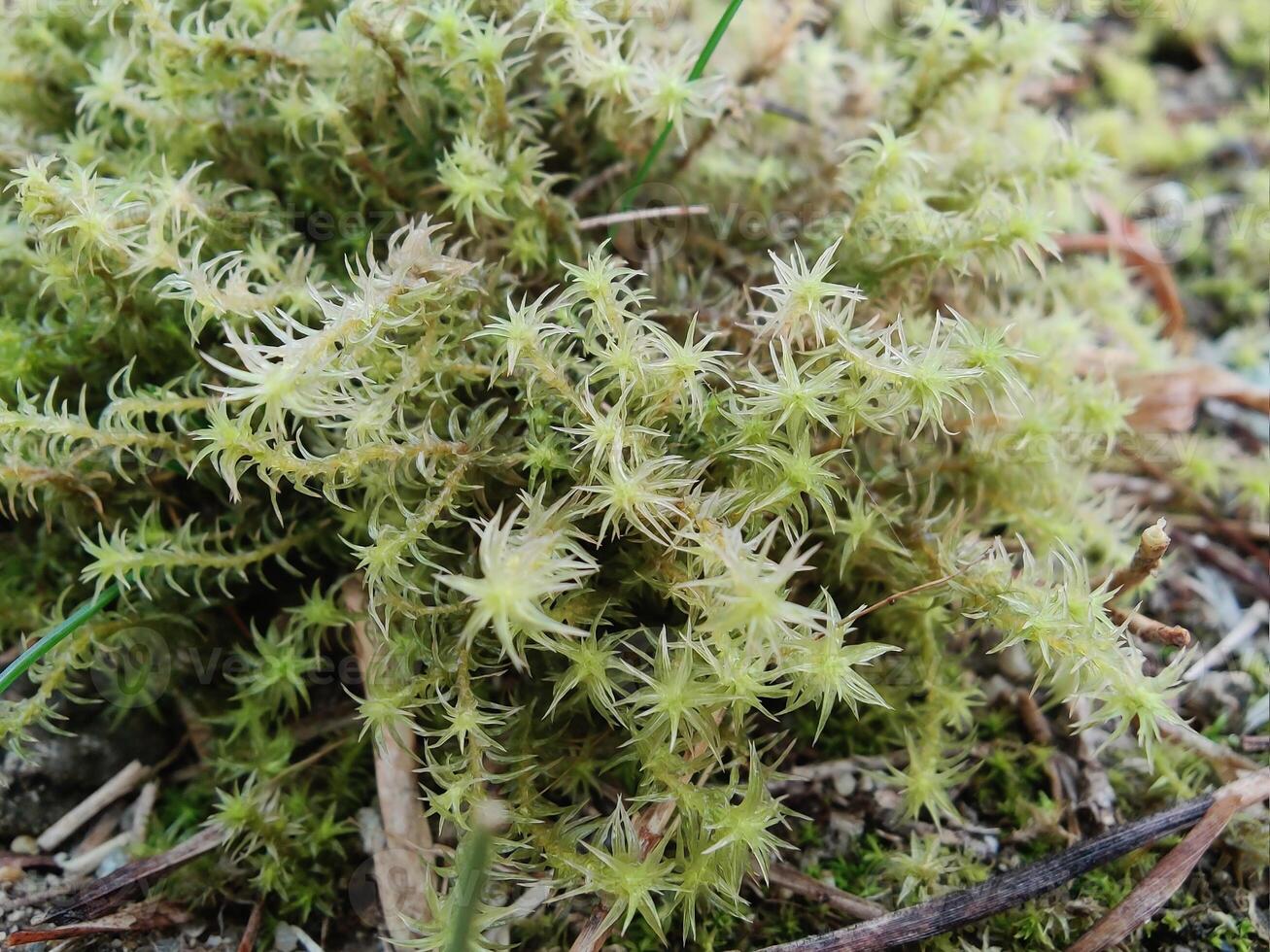 Rugose Forkmoss Dicranum polysetum Dicranales moss captured in its natural habitat. photo