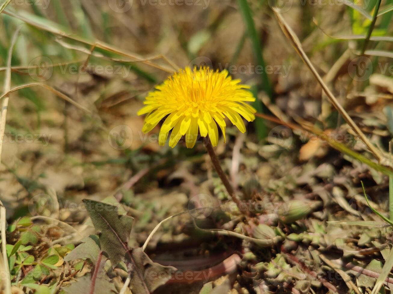 Spectacular Dandelions Taraxacum Hawkweed blossoms thriving in open meadow photo