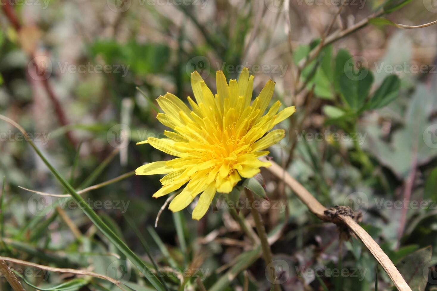 Close-up of radiant Dandelions Taraxacum Hawkweed yellow flowers in full bloom. photo