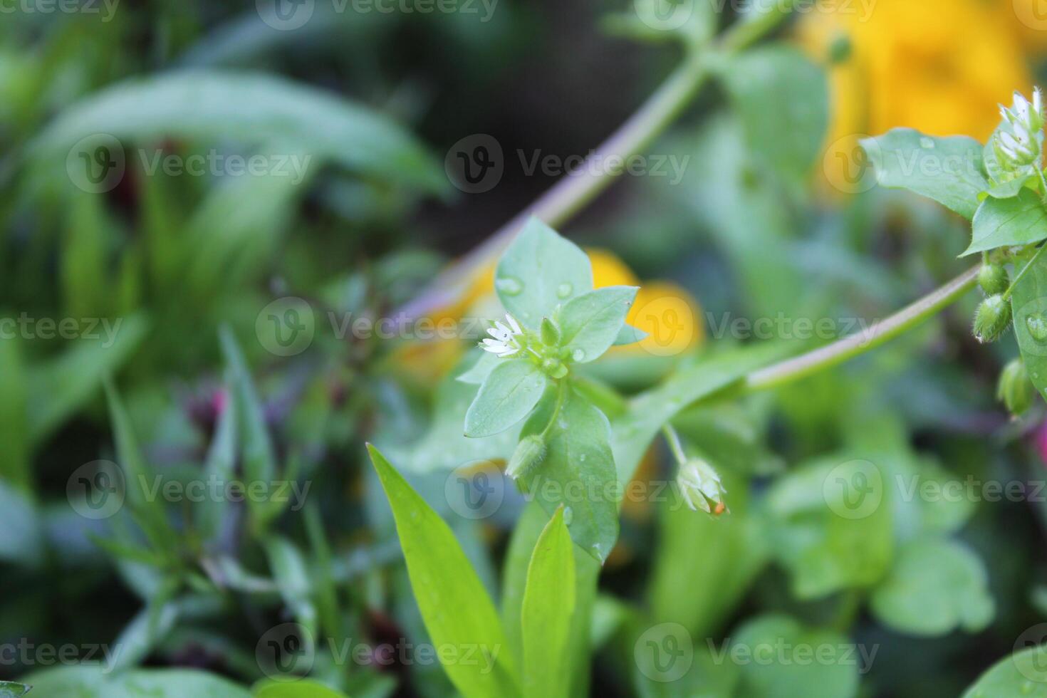 Delicate Stellaria media Common Chickweed flowers creating a beautiful scene in the wild. photo