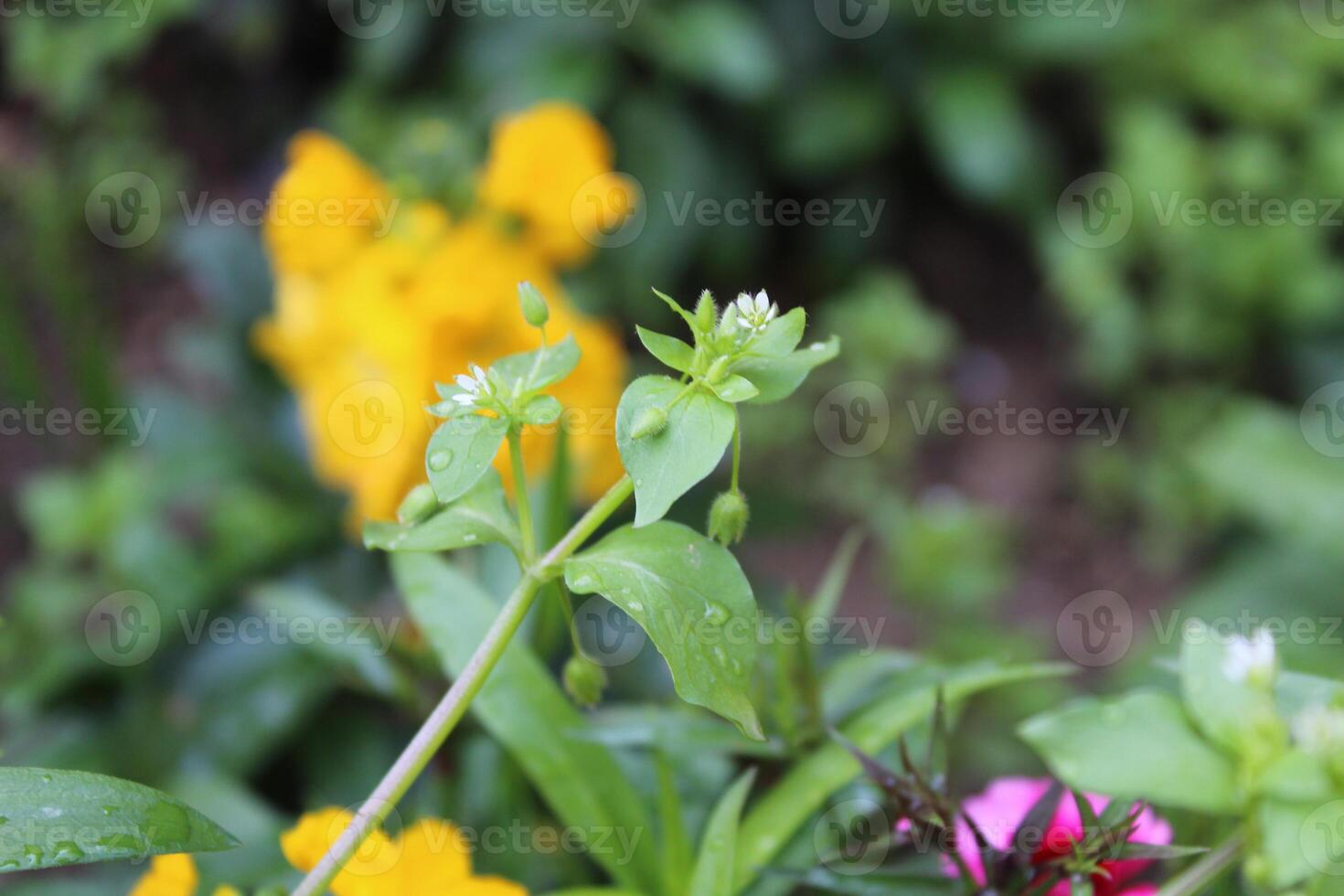 Vibrant Stellaria media Common Chickweed blossoms growing in a lush green natural habitat. photo