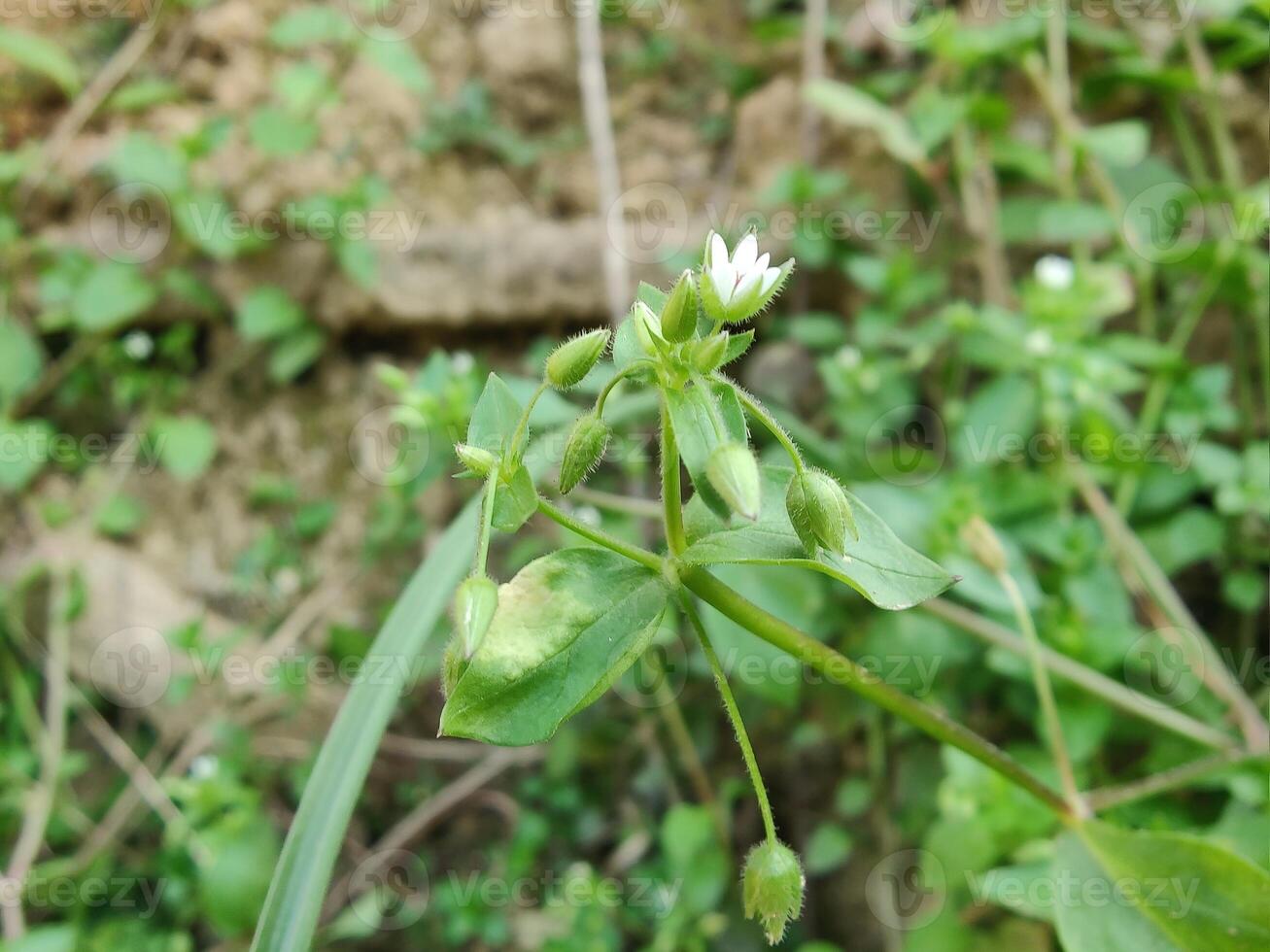 Close-up of Stellaria media Common Chickweed showcasing its delicate white blooms in nature. photo